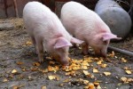 Белгородская область – лидер среди субъектов РФ по объёму производства комбикормов для свиней
