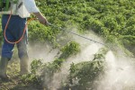 Рынок пестицидов и удобрений для агробизнеса