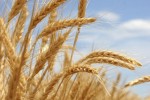 Рынок зерна вырос на 6% и достиг рекордного объема