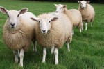 На выходе из кризиса поголовье овец и коз в 2009 году в России увеличилось на 2%