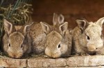 Creation of a full-cycle rabbit breeding complex in Chaplyginsky district, Lipetsk Region 