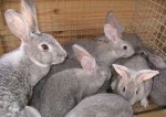 Creation of a highly-effective rabbit breeding complex in Smolensk Region