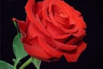 В 2014 г. стоимость одной розы из Эквадора составила 20 руб.