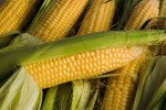 Лидеры мирового рынка кукурузы