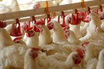 Розничные цены на курятину в 2007-2013 гг. выросли 25%