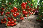Республика Башкортостан – передовик тепличного овощеводства