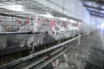 Крольчатина занимает 11% в структуре российского производства мяса