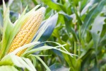 Валовые сборы кукурузы росли за счет южных регионов страны