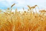 Пшеница и меслин составили 76% российского экспорта злаков