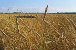 Российский экспорт зерновых культур в ожидании вывоза в страны ВТО