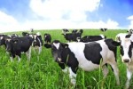 В 2011 году поголовье коров в России превысило 8 млн голов
