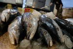 Доля импортной рыбы и рыбной продукции на российском рынке сократилась на 2,6%