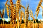 В структуре мирового производства пшеницы доля российского зерна составляет 6%