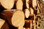 Экспорт лесоматериалов ждет новых производителей