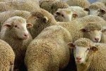 Растущий тренд поголовья овец и коз в России продолжается и в 2012 году