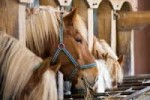 В 2012 году объем производства комбикормов для лошадей может увеличиться в 1,8 раз