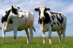 Объем российского рынка мяса крупного рогатого скота с 2009 по 2011 год сократился на 8,5%