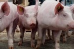 Даже вне рамок ВТО за последние 3 года российский экспорт свинины сократился почти в 8 раз