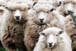 В России зарегистрировано более 1,7 тыс. предприятий по разведению овец и коз
