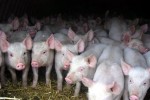 В 2011 году объем производства комбикормов для свиней вырос на 8%