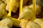 Мировое производство мяса птицы составило более 100 млн тонн