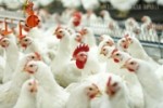 В 2011 году российский экспорт мяса птицы по сравнению с 2007 годом вырос в 70,5 раз
