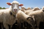 Поголовье овец и коз в 2011 году в России увеличилось на 5,1%