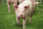 По итогам кризисного 2009 года поголовье свиней в России увеличилось на 7%