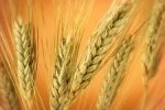 Рынок пшеницы
