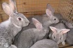Братцы кролики