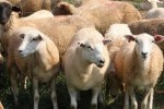 Региональное распределение поголовья овец и коз в 2012 г.