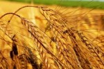 Конкуренция производителей пшеницы за египетский рынок