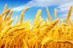 Сокращение валового сбора пшеницы в 2012г. на фоне увеличивающегося экспорта
