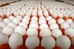 Отечественное производство яиц в 2012г. увеличилось на 2,2%